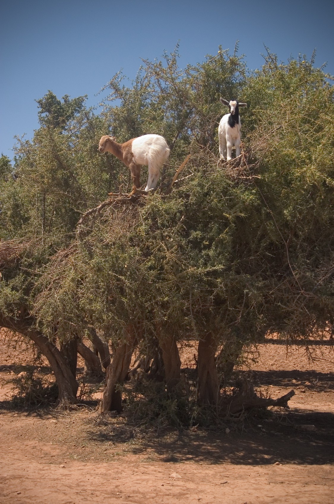 ماعز يتسلّق شجرة أركان في المغرب